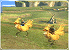 Chocobos